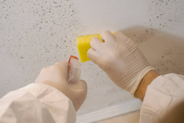 Reliable Concordia, MO Mold Removal Solutions