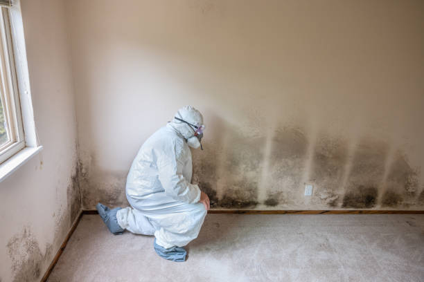 Mold Removal for HVAC Installations in Concordia, MO