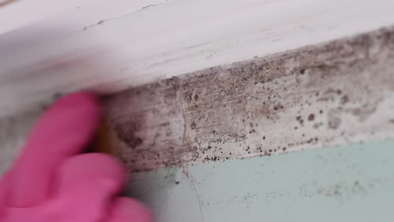 Best Commercial Mold Inspection  in Concordia, MO